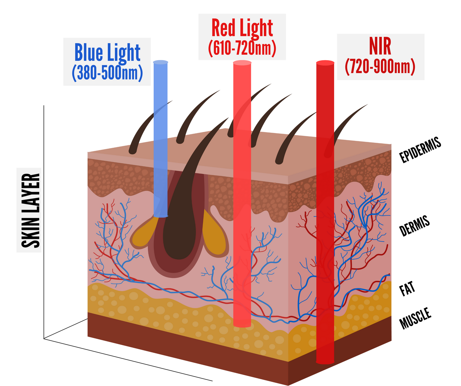 Red Light Therapy How It Works